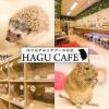 【西武新宿 駅近3分】HAGU CAFE ハグ カフェ